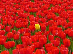 This creates contrast because the yellow flower really stands out from all the other red ones. 